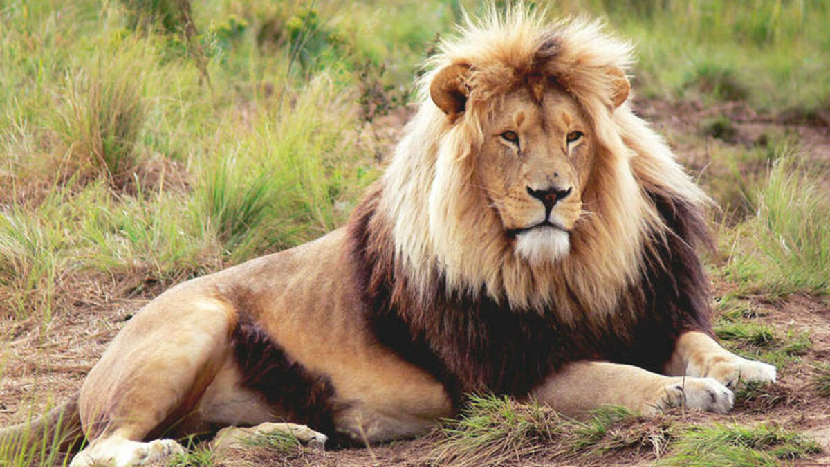 Bild 1 von Rundreisen Südafrika: Rundreise von Johannesburg bis Kapstadt