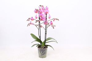 Orchidee Phalaenopsis Multiflora 2-Trieber 12 cm Topf
