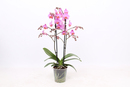 Bild 1 von Orchidee Phalaenopsis Multiflora 2-Trieber 12 cm Topf