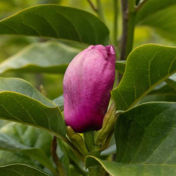 Bild 1 von Magnolie 'Black Tulip'
