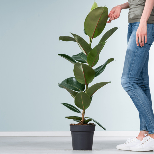 Ficus 'Robusta' L ansehen!