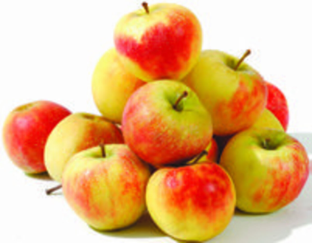 Bild 1 von GO Regio Elstar 2 kg