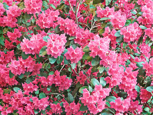 Rhododendron im 21 cm Topf