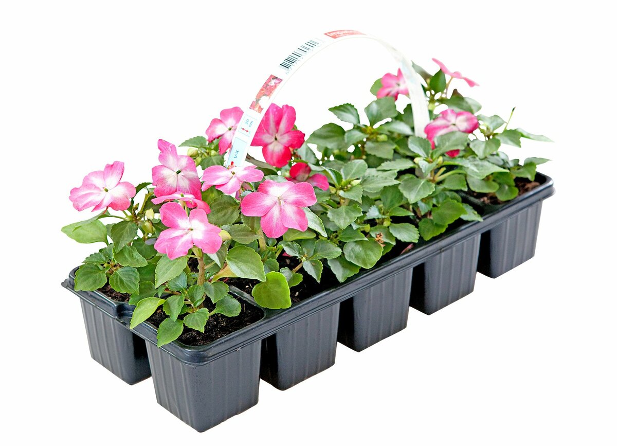 Bild 1 von Impatiens  10 Pflanzen im Tray