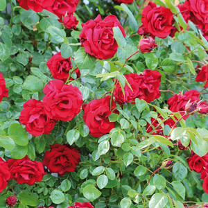 Finest Garden Hochstamm Rose