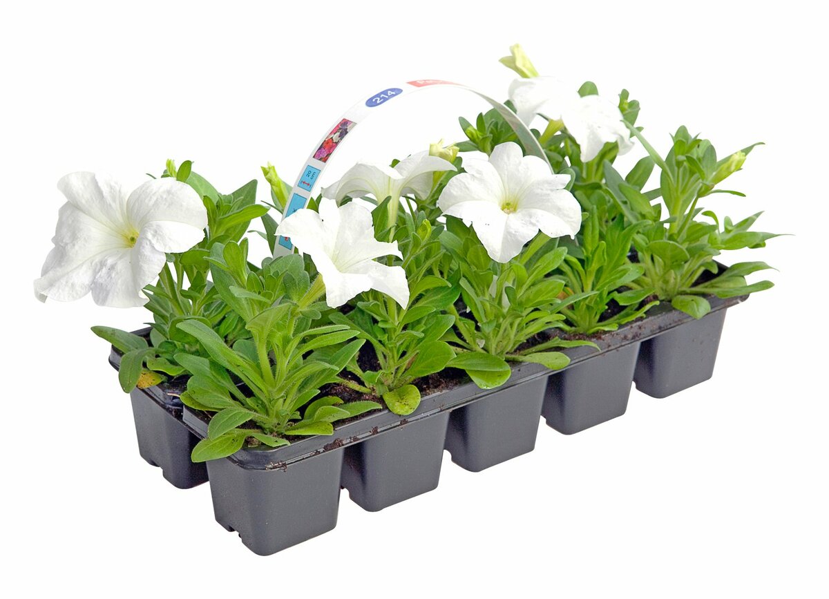 Bild 1 von Petunien  10 Pflanzen im Tray