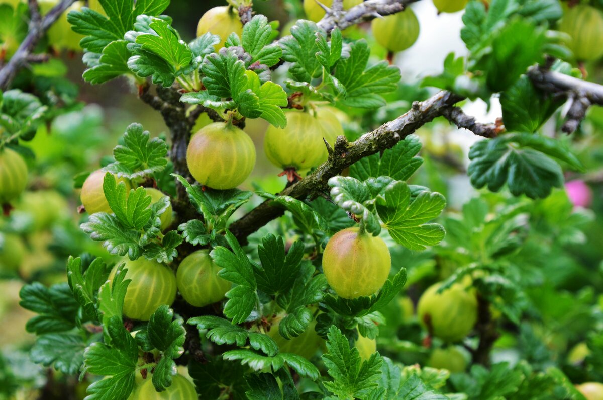 Bild 1 von Stachelbeeren im 19 cm Topf