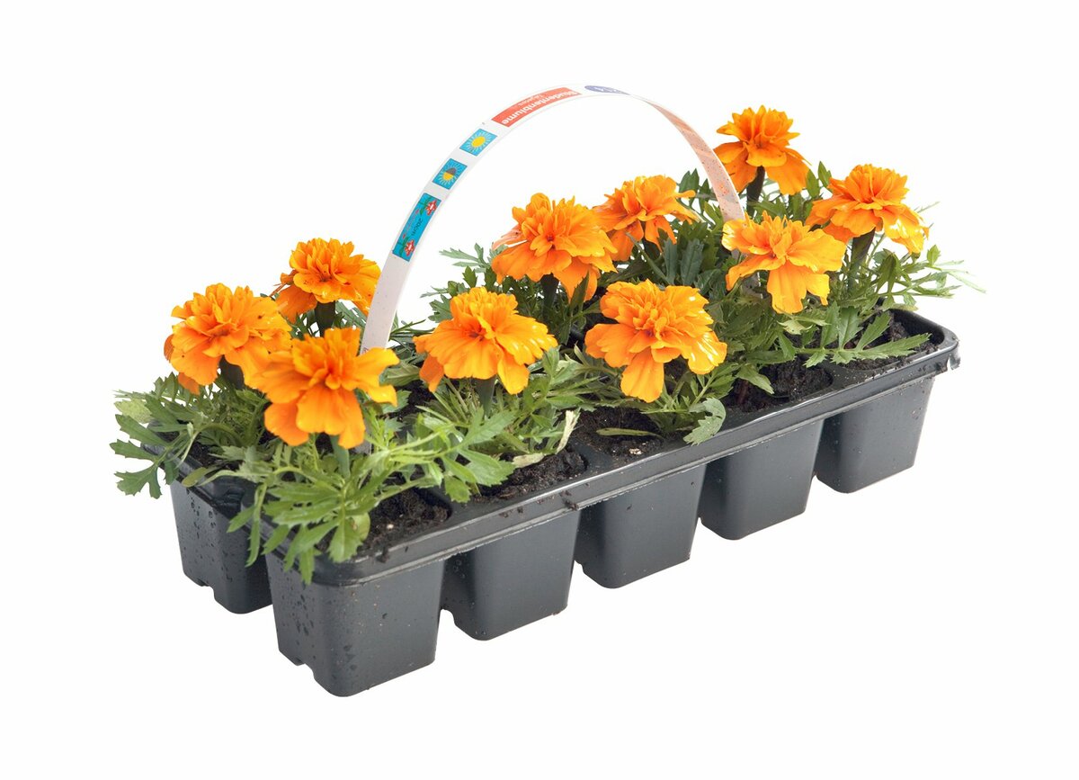 Bild 1 von Tagetes 10 Pflanzen im Tray