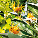 Bild 2 von Paradiesvogelblume "Strelitzia reginae"