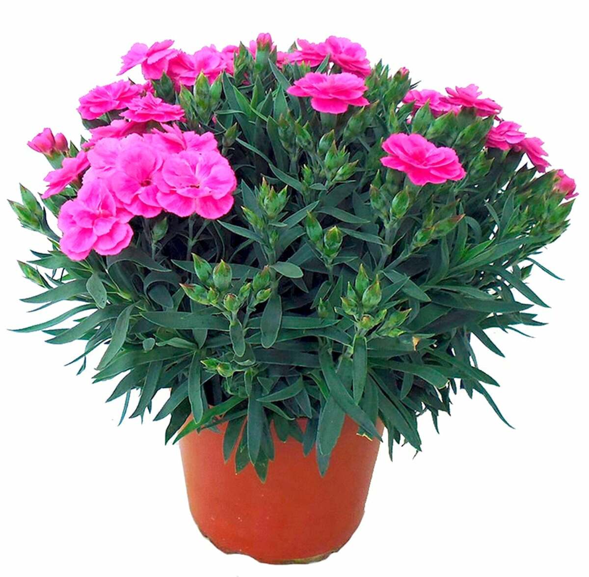 Bild 1 von Nelke Dianthus  im 13 cm Topf