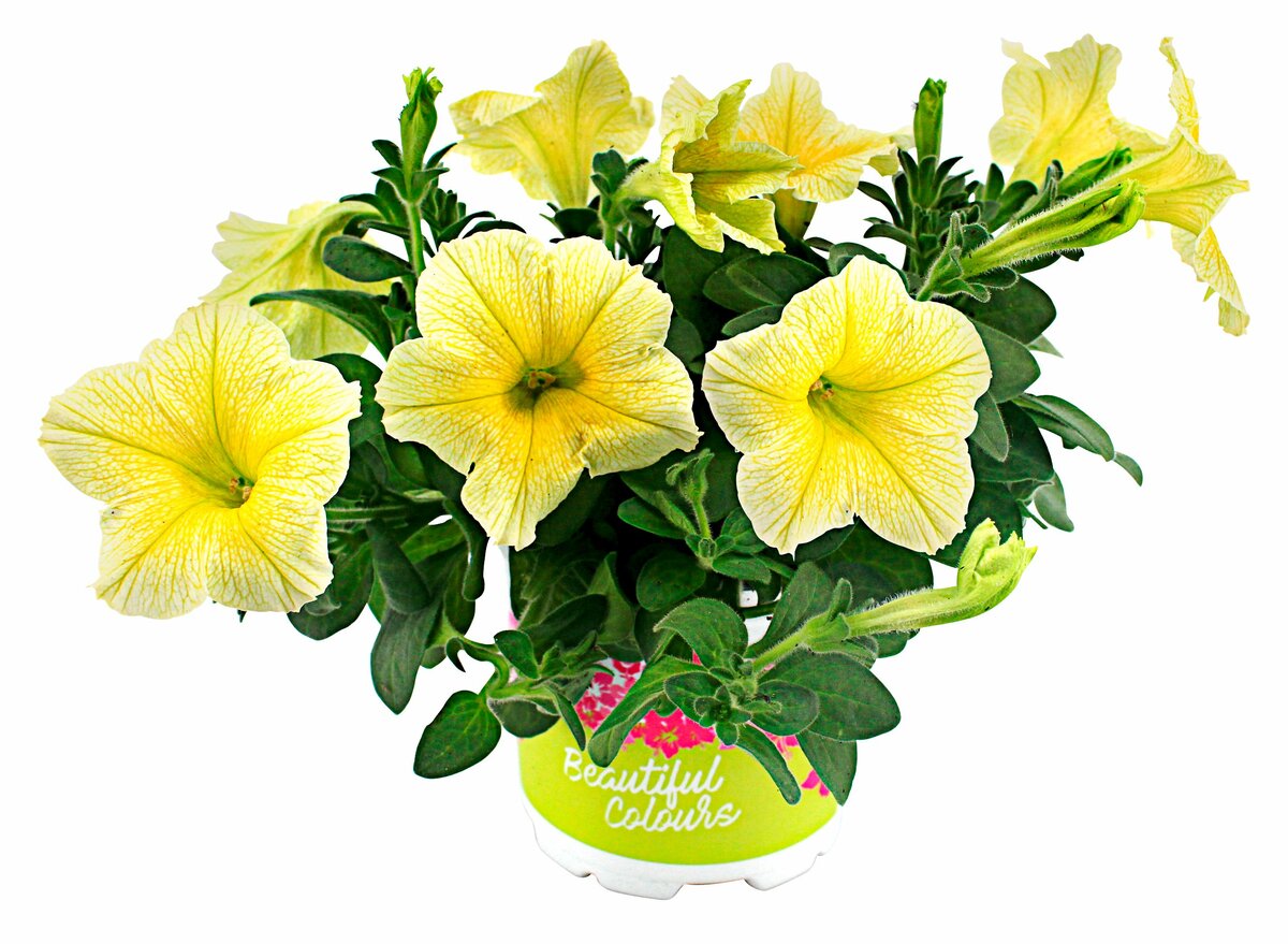 Bild 1 von Edel Hängepetunie im 10