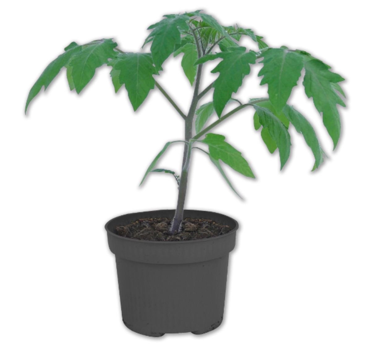 Bild 1 von Tomatenmix*