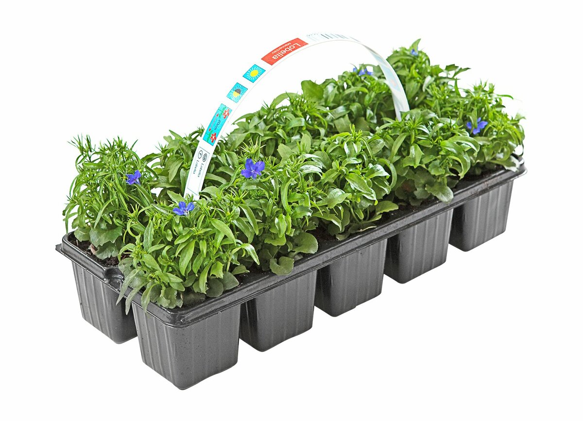 Bild 1 von Lobelien  10 Pflanzen im Tray