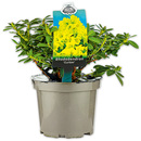 Bild 2 von Rhododendron