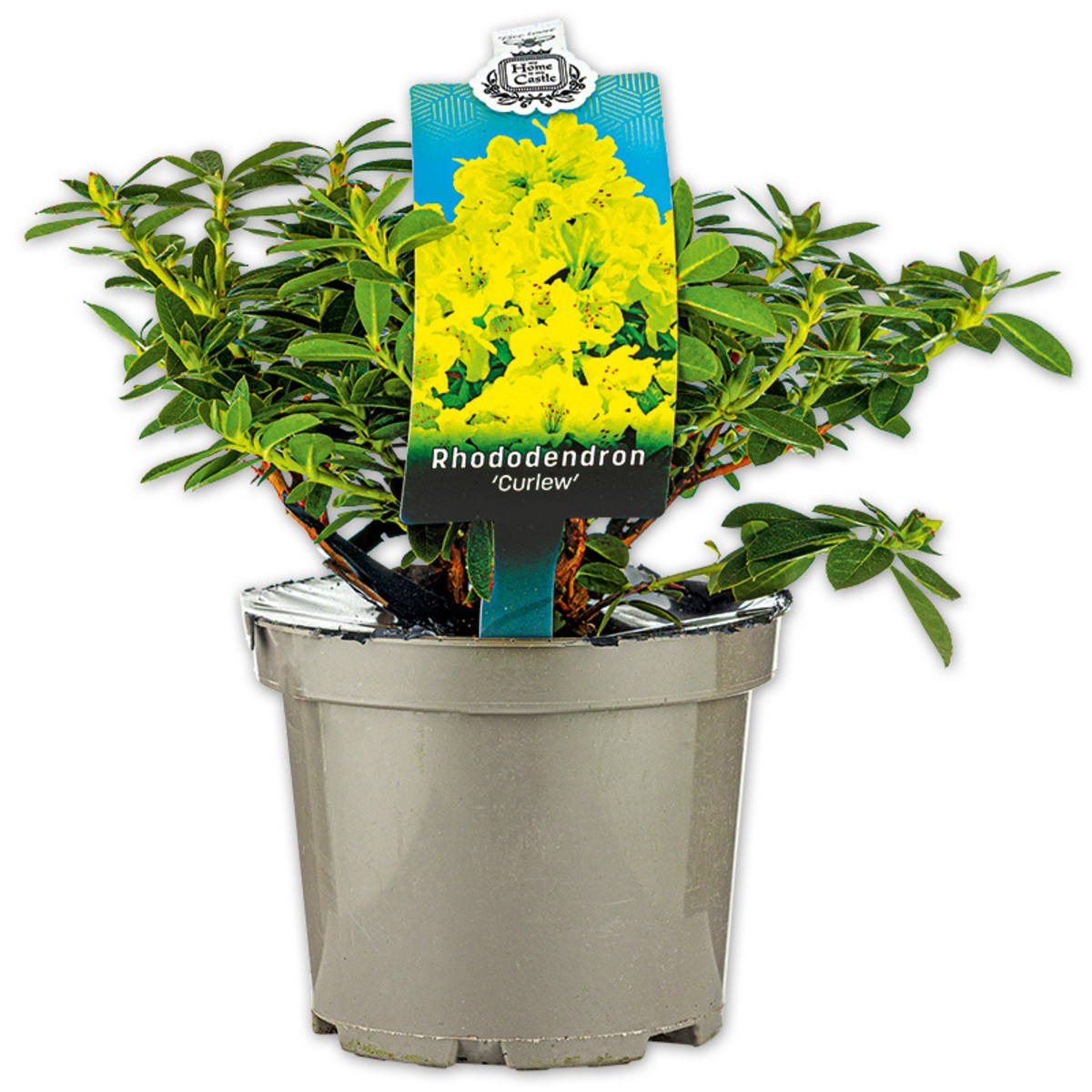 Bild 2 von Rhododendron