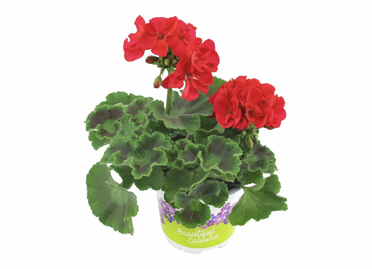 Bild 1 von Geranien  farbenfrohe Blütenpracht