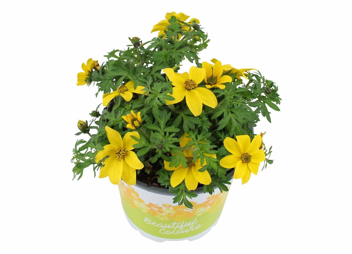 Bild 1 von Bidens 'Goldmarie'  im 10