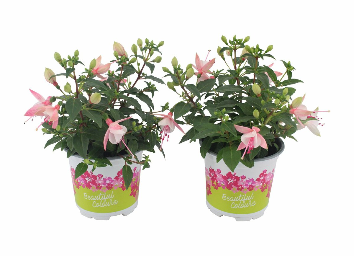 Bild 1 von Fuchsien  stehend oder hängend