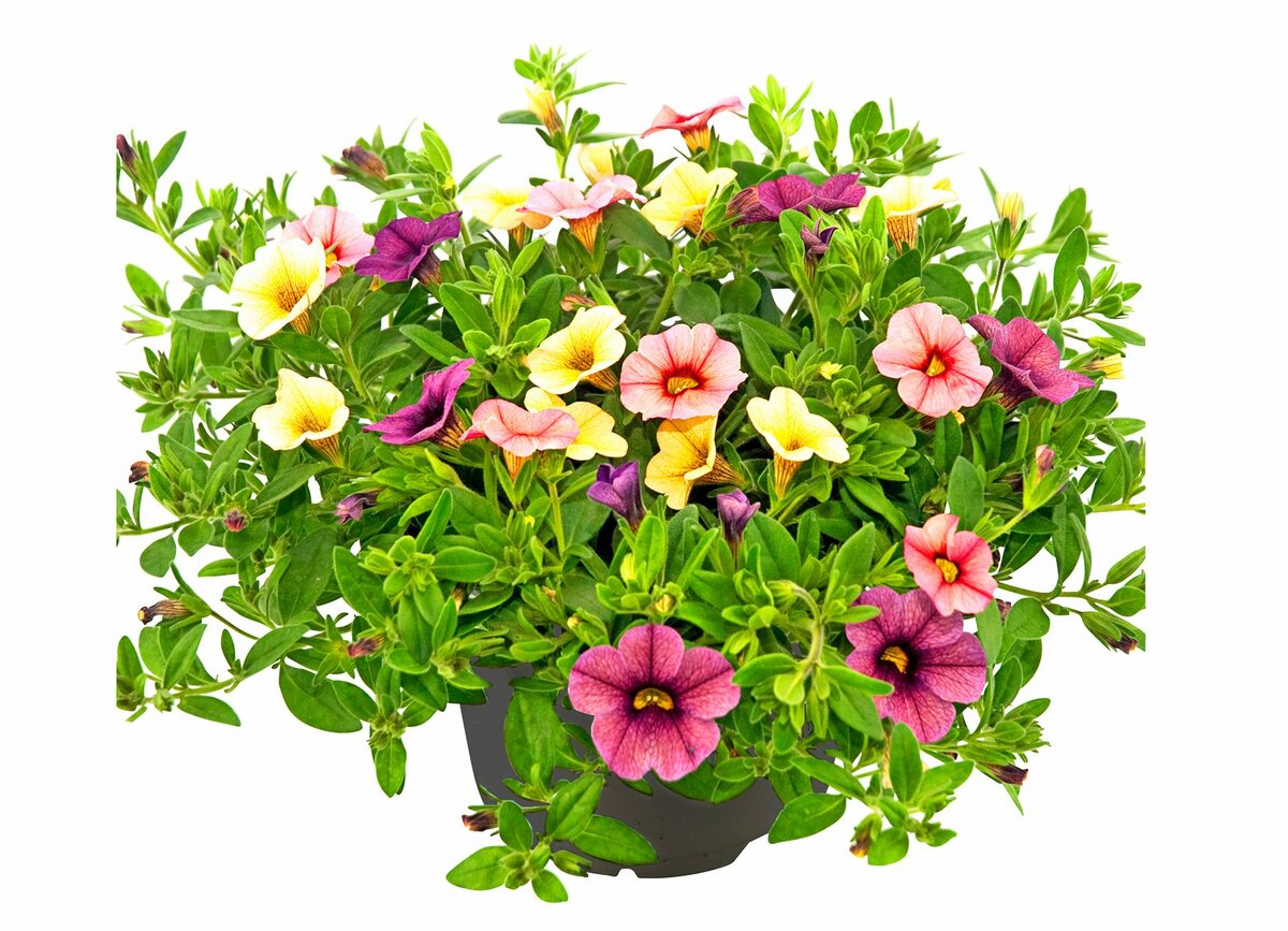 Bild 1 von Petunie  12 cm Topf