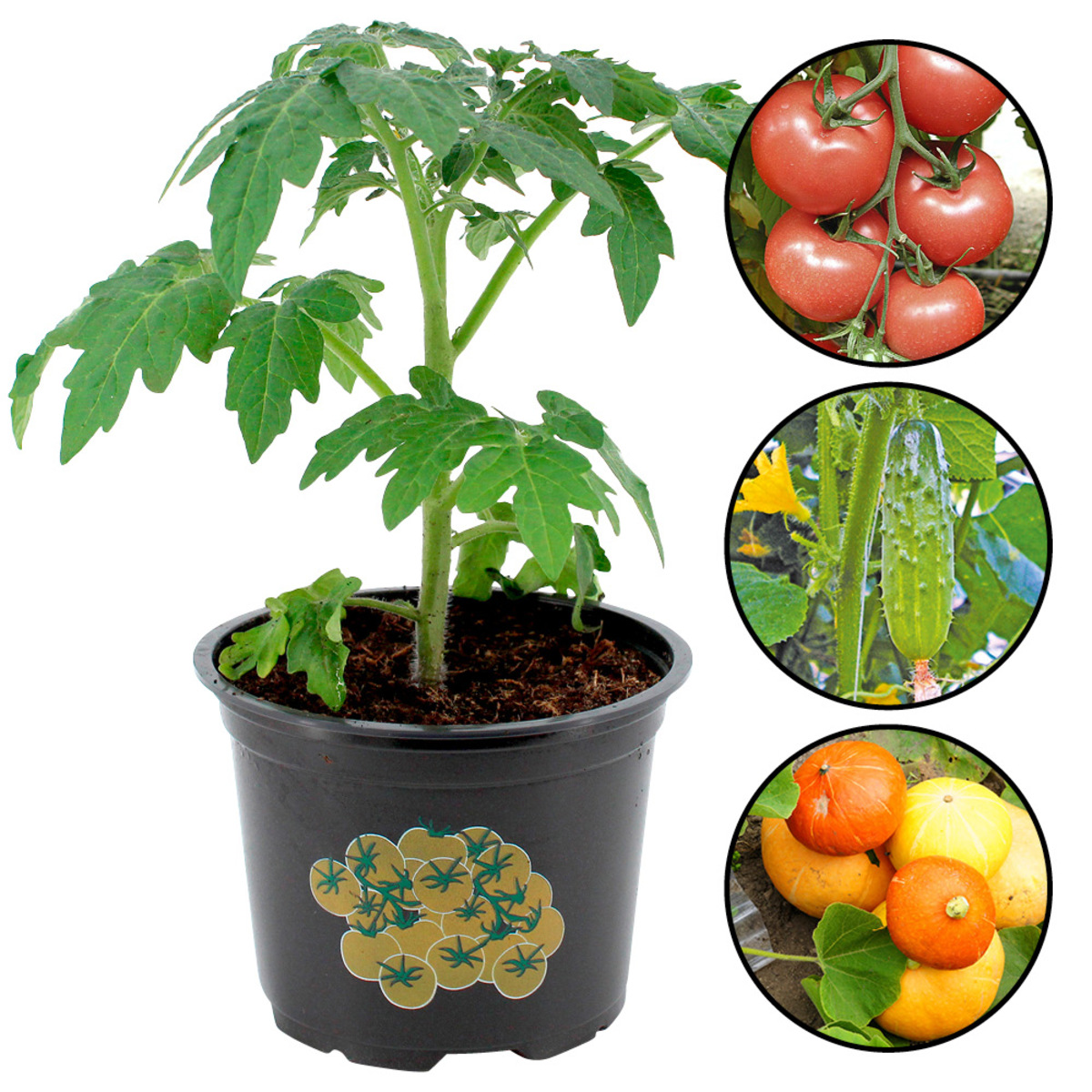 Bild 1 von Gemüsepflanzen im 12 cm Topf