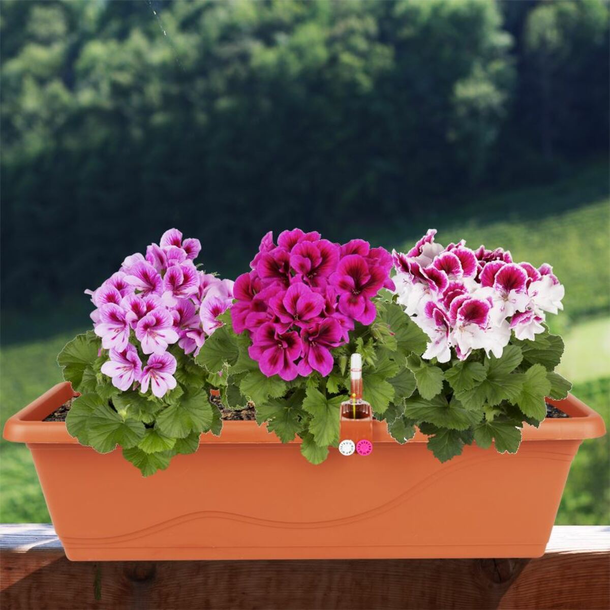 Bild 1 von Blumenkasten Extra Line mit Bewässerungssystem 59x16,5x20,5cm Terrakotta