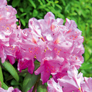 Bild 1 von Rhododendron