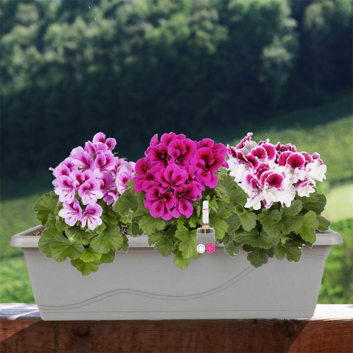 Bild 1 von Blumenkasten Extra Line mit Bewässerungssystem 59x16,5x20,5cm Steingrau