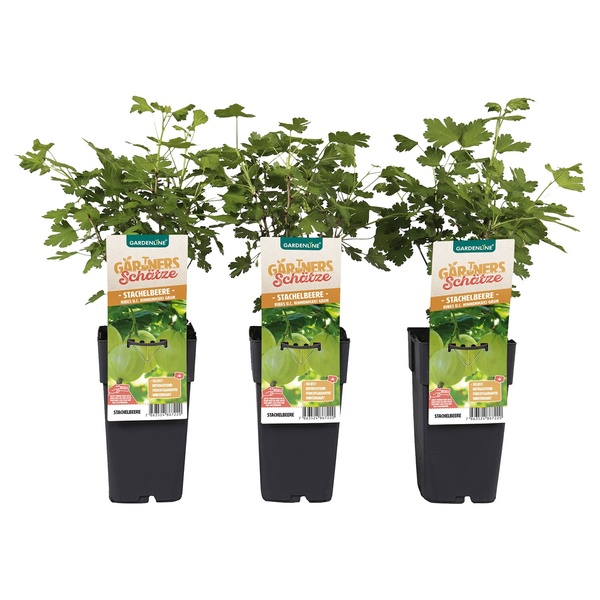 Bild 3 von GARDENLINE Beerenstrauch
