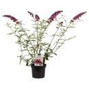 Bild 3 von GARDENLINE Flieder