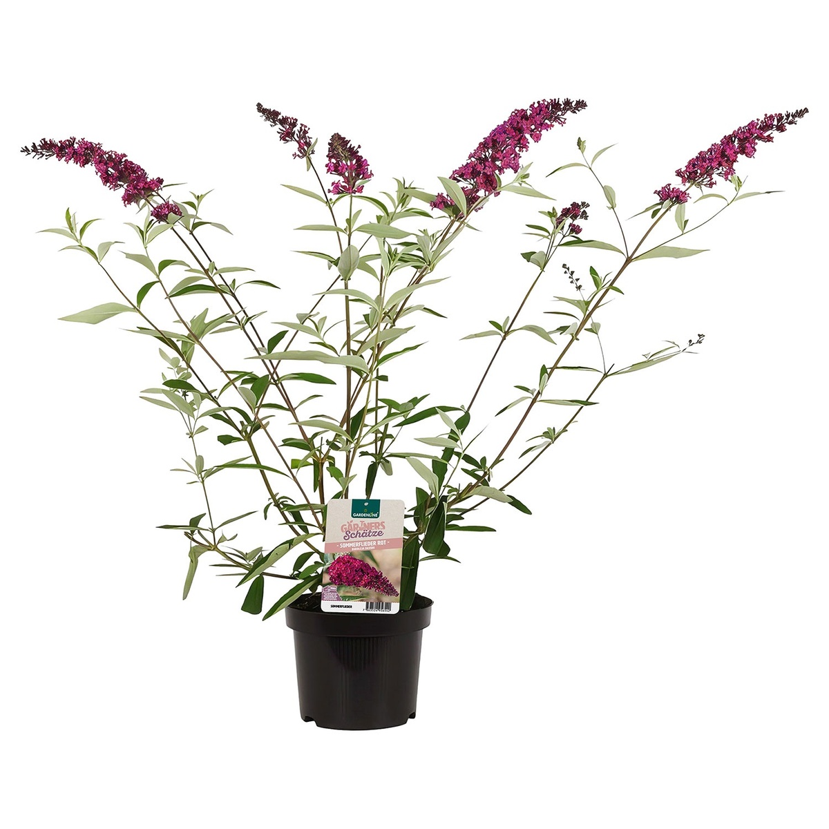Bild 3 von GARDENLINE Flieder