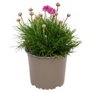 Bild 2 von GARDENLINE Polsterstauden