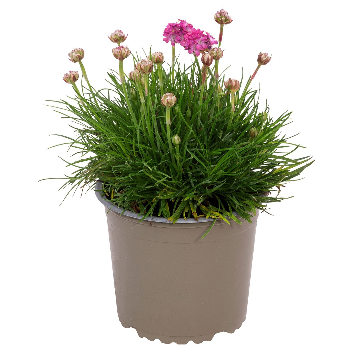 Bild 2 von GARDENLINE Polsterstauden