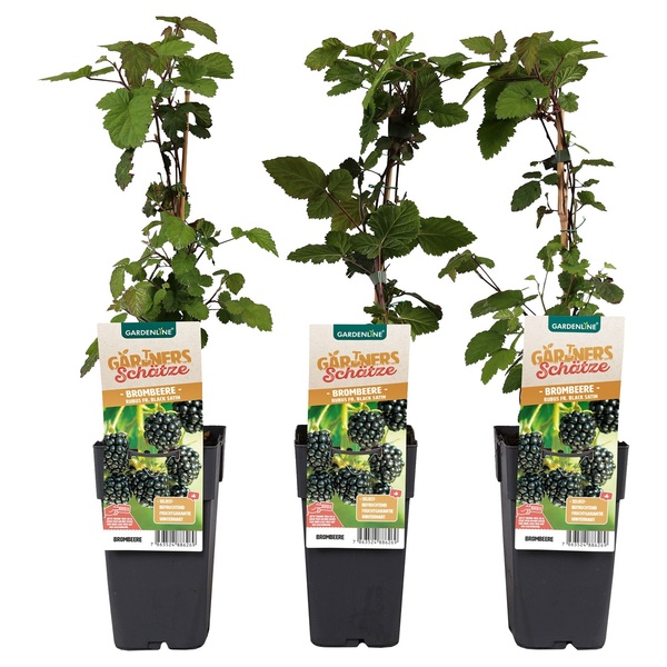 Bild 2 von GARDENLINE Beerenstrauch