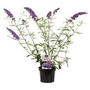 Bild 1 von GARDENLINE Flieder