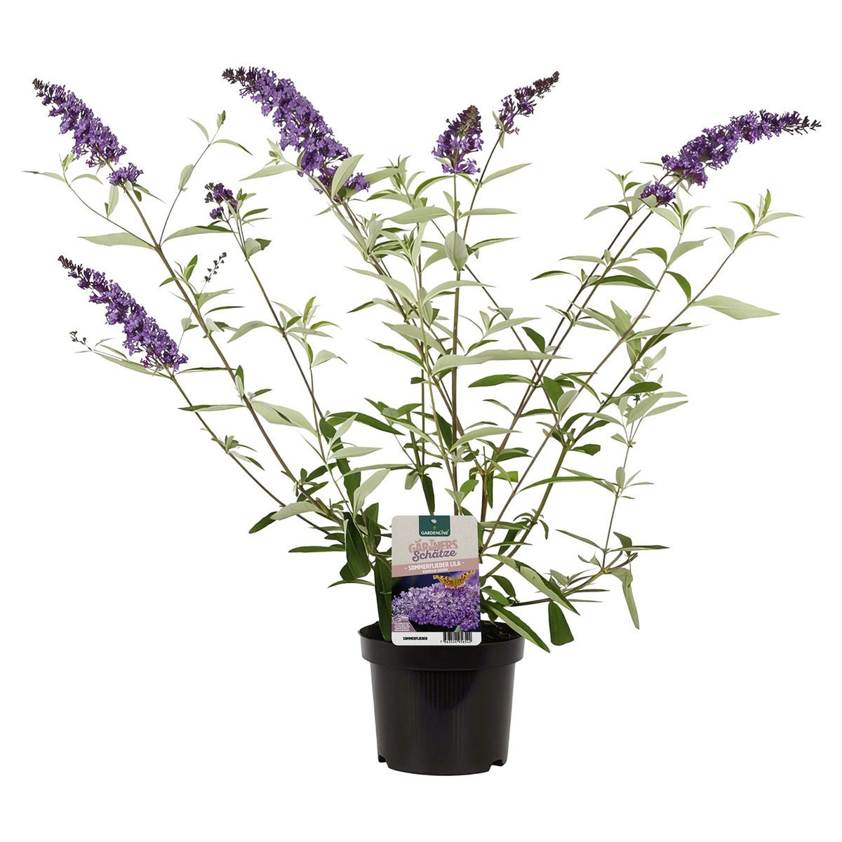 Bild 1 von GARDENLINE Flieder