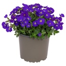 Bild 3 von GARDENLINE Polsterstauden