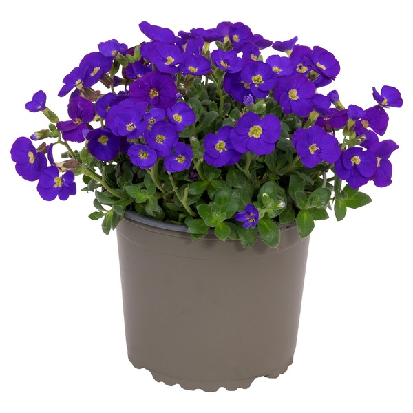 Bild 3 von GARDENLINE Polsterstauden