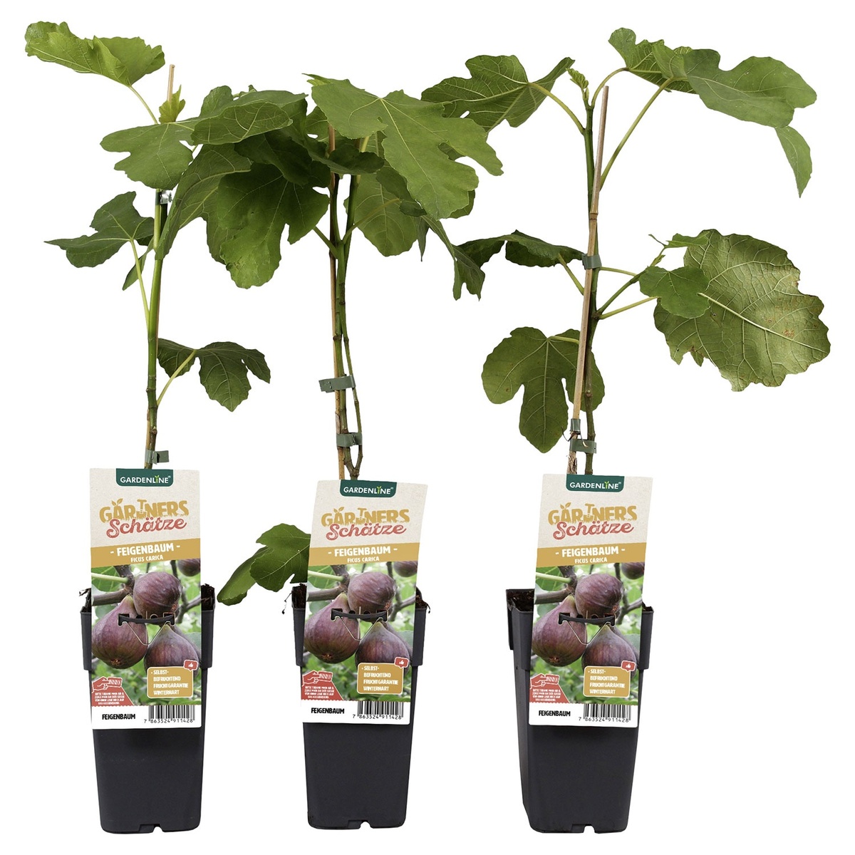 Bild 1 von GARDENLINE Beerenstrauch