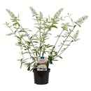 Bild 2 von GARDENLINE Flieder