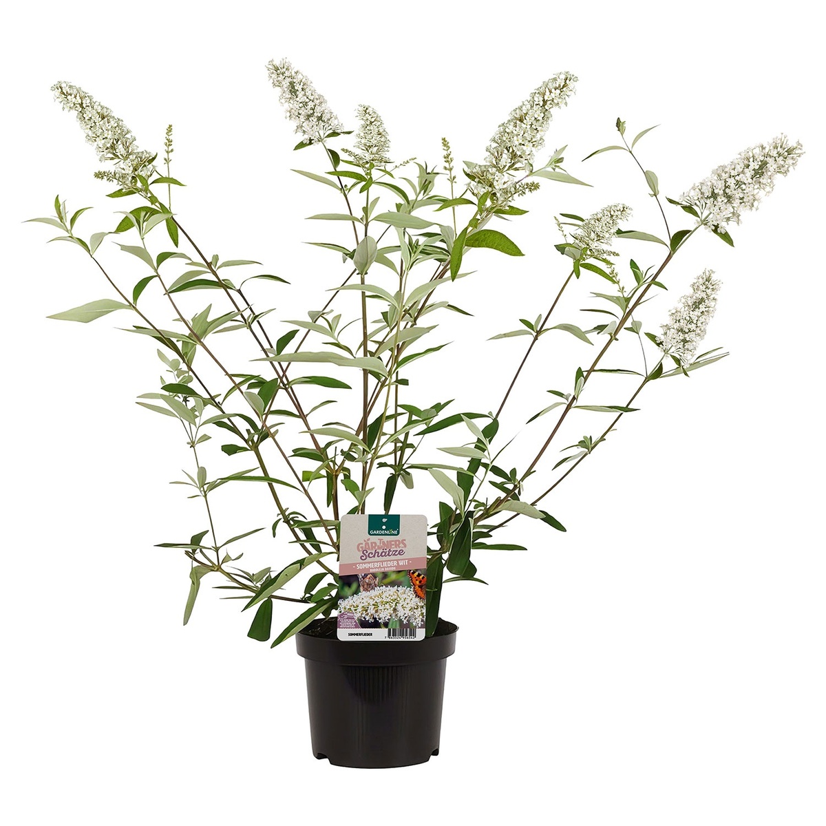 Bild 2 von GARDENLINE Flieder
