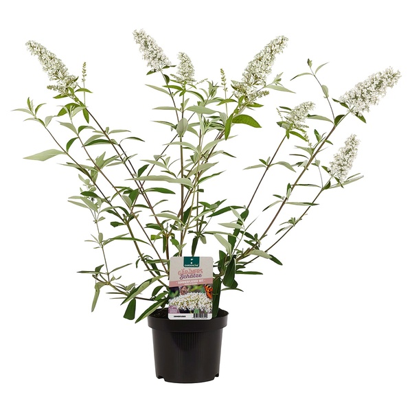 Bild 2 von GARDENLINE Flieder