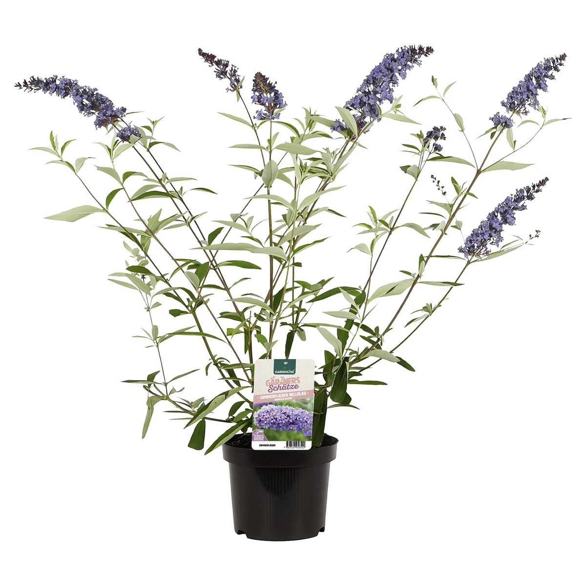 Bild 4 von GARDENLINE Flieder