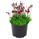 Bild 4 von GARDENLINE Polsterstauden