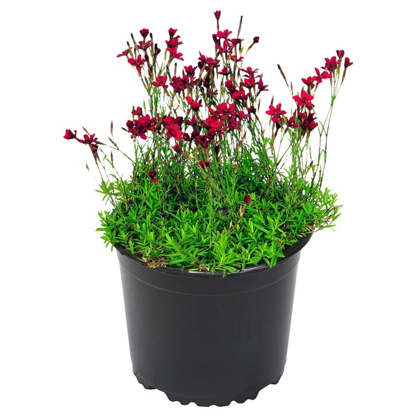 Bild 4 von GARDENLINE Polsterstauden