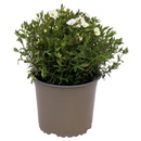 Bild 1 von GARDENLINE Polsterstauden