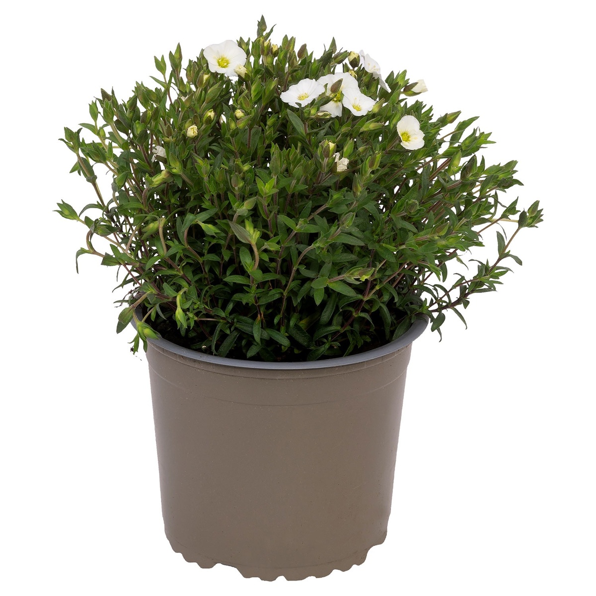 Bild 1 von GARDENLINE Polsterstauden