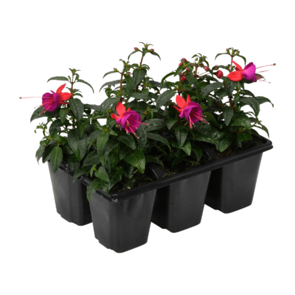 GARDENLINE Geranien / Fuchsien von ALDI Nord ansehen!