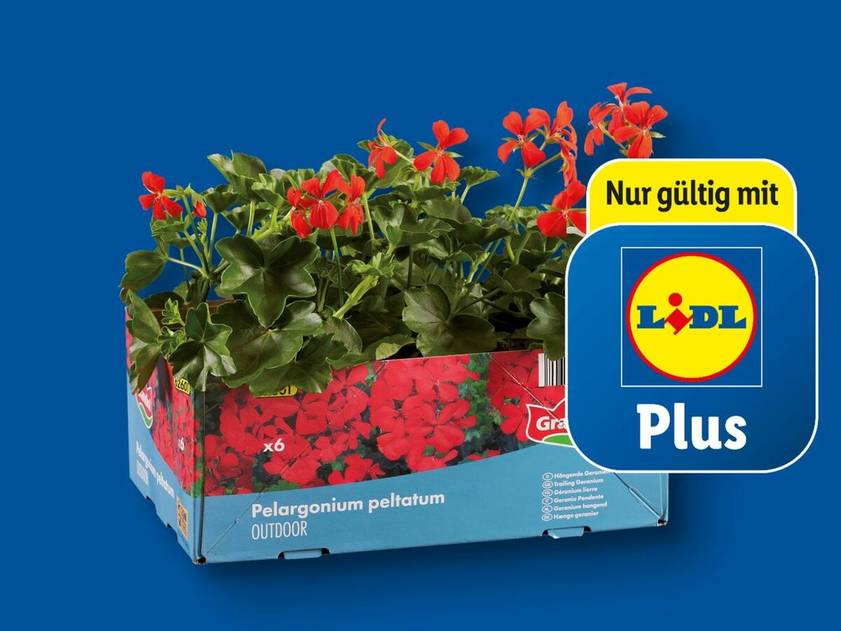 Bild 1 von Geranien hängend, 
         6er-Tray