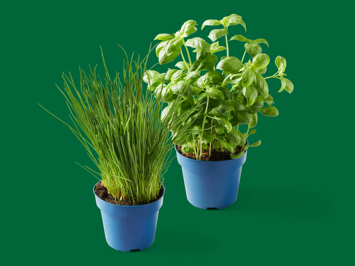 Bild 1 von Bioland Deutsche Topfkräuter, 
         Topf