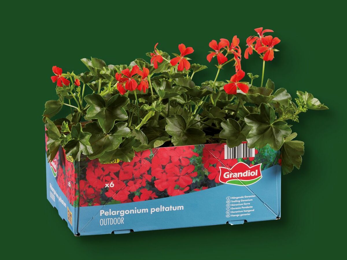 Geranien hängend, 6erTray von Lidl für 4,99 € ansehen!